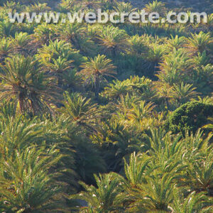 Palm forest Vai in Palekastro